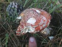 Amanita muscaria image