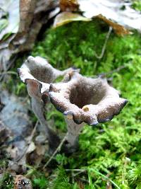 Craterellus cornucopioides image