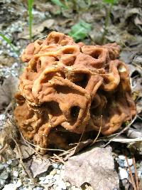 Gyromitra esculenta image