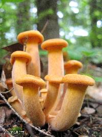 Omphalotus illudens image