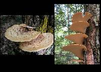 Polyporus squamosus image