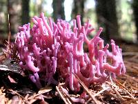 Clavaria zollingeri image