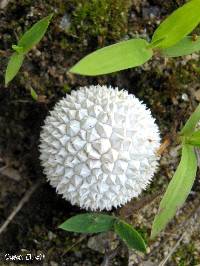 Lycoperdon utriforme image