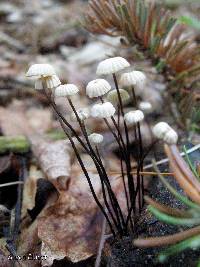 Marasmius rotula image