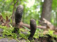 Xylaria polymorpha image