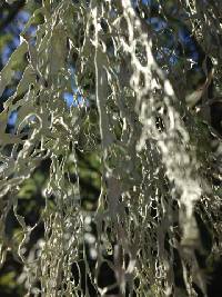 Ramalina menziesii image