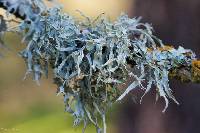 Ramalina leptocarpha image