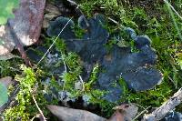 Peltigera membranacea image