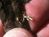Ramalina puberulenta image