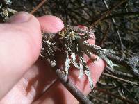 Ramalina leptocarpha image