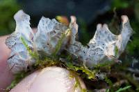 Peltigera membranacea image