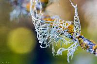 Ramalina menziesii image