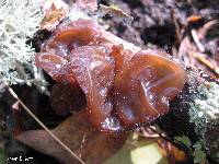 Tremella foliacea image