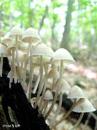 Coprinellus disseminatus image