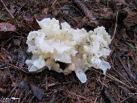 Tremella fuciformis image