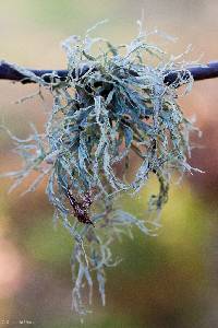 Ramalina subleptocarpha image