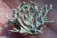 Ramalina canariensis image