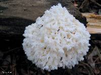 Hericium coralloides image