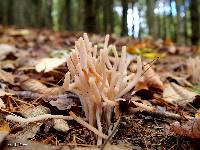 Image of Clavaria fumosa