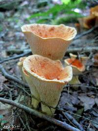 Gomphus floccosus image