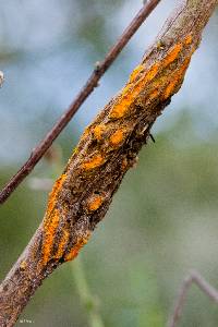 Puccinia evadens image