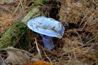 Lactarius indigo image