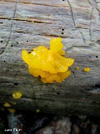 Dacrymyces chrysospermus image