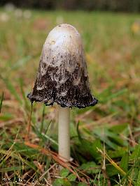 Coprinus comatus image