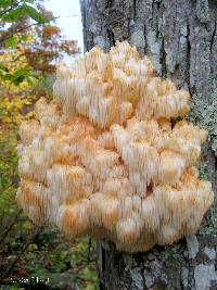 Hericium americanum image