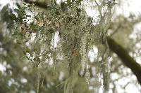 Ramalina menziesii image