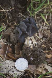 Helvella lacunosa image