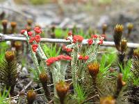 Cladonia cristatella image