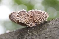 Schizophyllum commune image