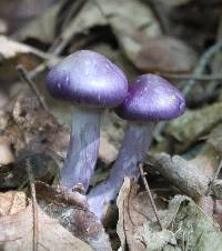 Cortinarius iodes image