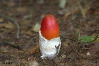 Amanita jacksonii image