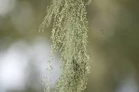 Ramalina menziesii image