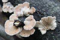 Schizophyllum commune image