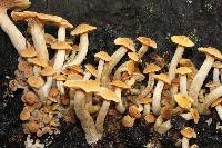 Armillaria tabescens image