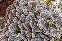 Trametes versicolor image