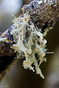 Ramalina leptocarpha image