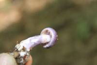 Cortinarius iodes image