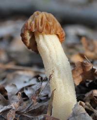 Morchella punctipes image