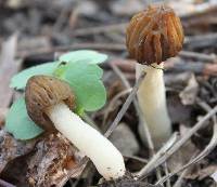 Morchella punctipes image