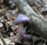 Cortinarius iodes image