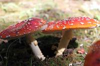 Amanita muscaria image