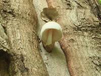 Volvariella bombycina image