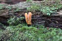 Cordyceps militaris image