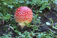 Amanita muscaria image