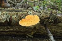 Polyporus alveolaris image