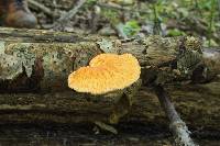 Polyporus alveolaris image